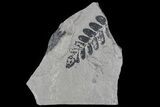 Pennsylvanian Fern (Neuropteris) Fossil - Kinney Quarry, NM #80415-1